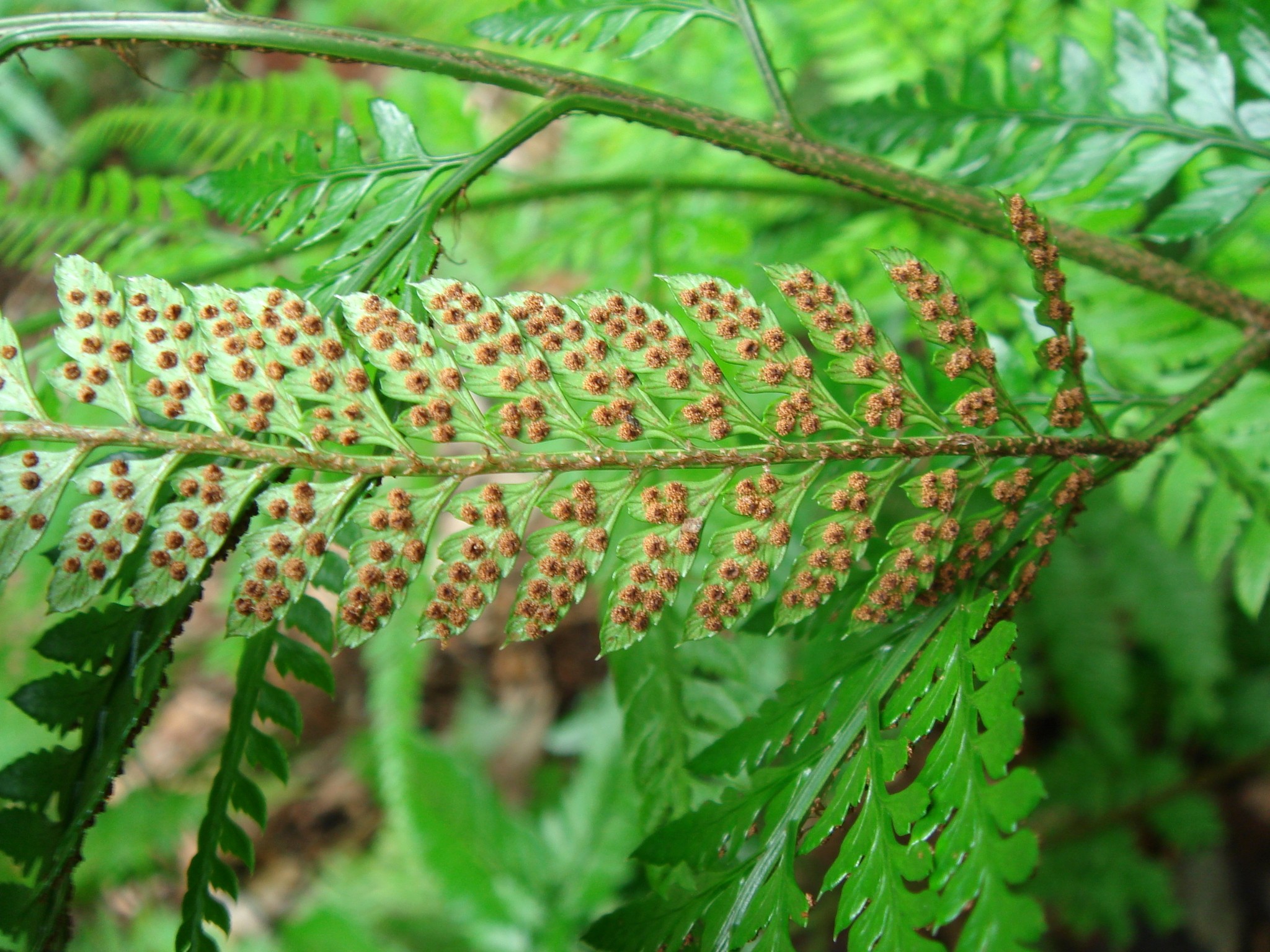  p>刺头复叶耳蕨(学名: i>arachniodes aristata /i> (g. forst.