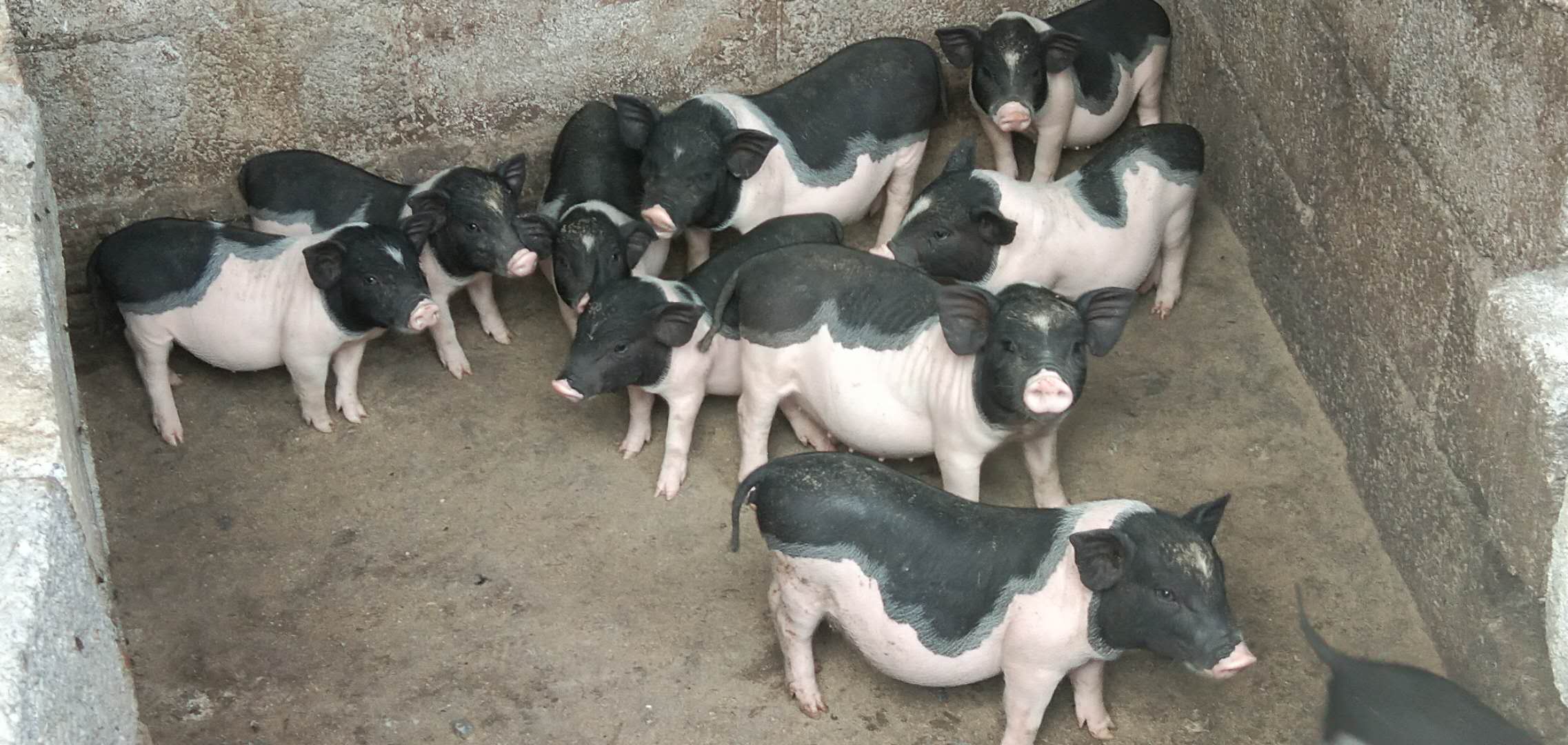  p>桂中花猪,体型中等,各部发育匀称,头较小,额