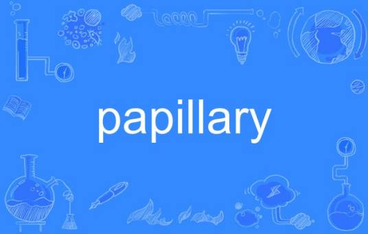 papillary_百度百科