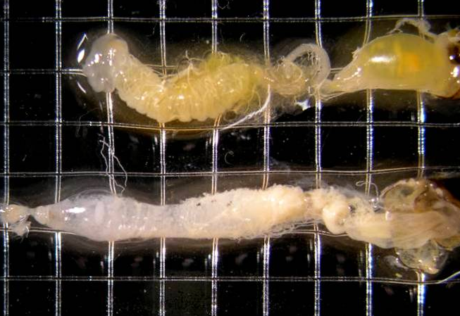  p>蜜蜂孢子虫病是由蜜蜂孢子虫引起的一种成年蜂消化道传染性寄生虫