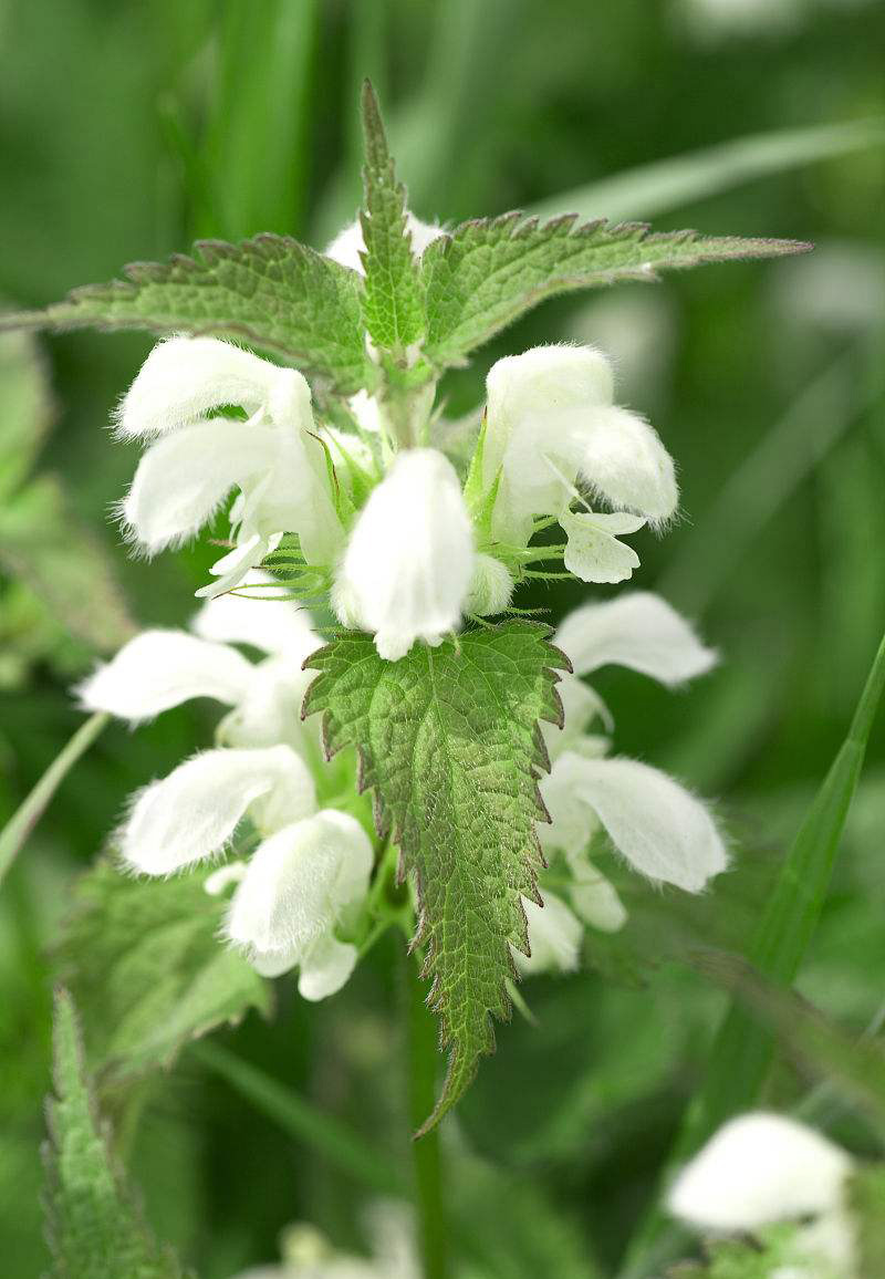  p>短柄野芝麻(学名:lamium album)为唇形科野芝麻属下的一个植物种.