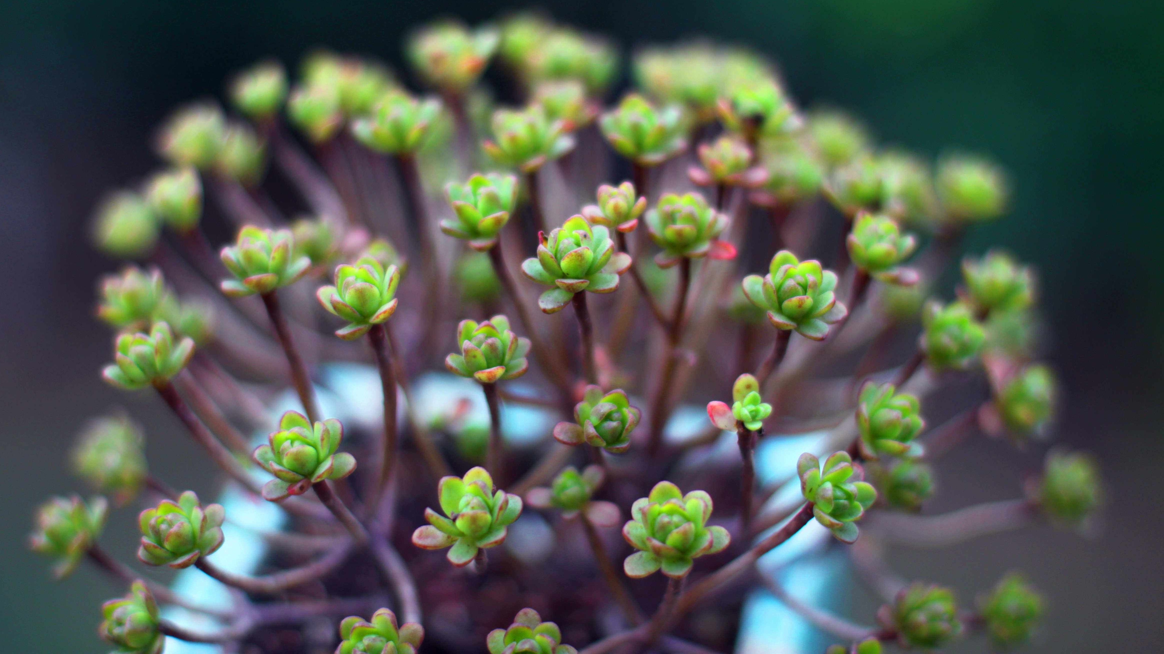  p>小人祭( i>aeonium /i> x  i>loartei /i> tavormin)是木贼门,木贼
