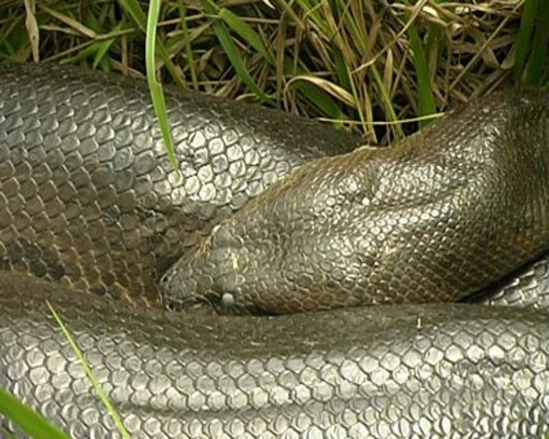  p>亚马逊森蚺(学名: i>eunectes murinus /i>),是当今世界上最大的蚺