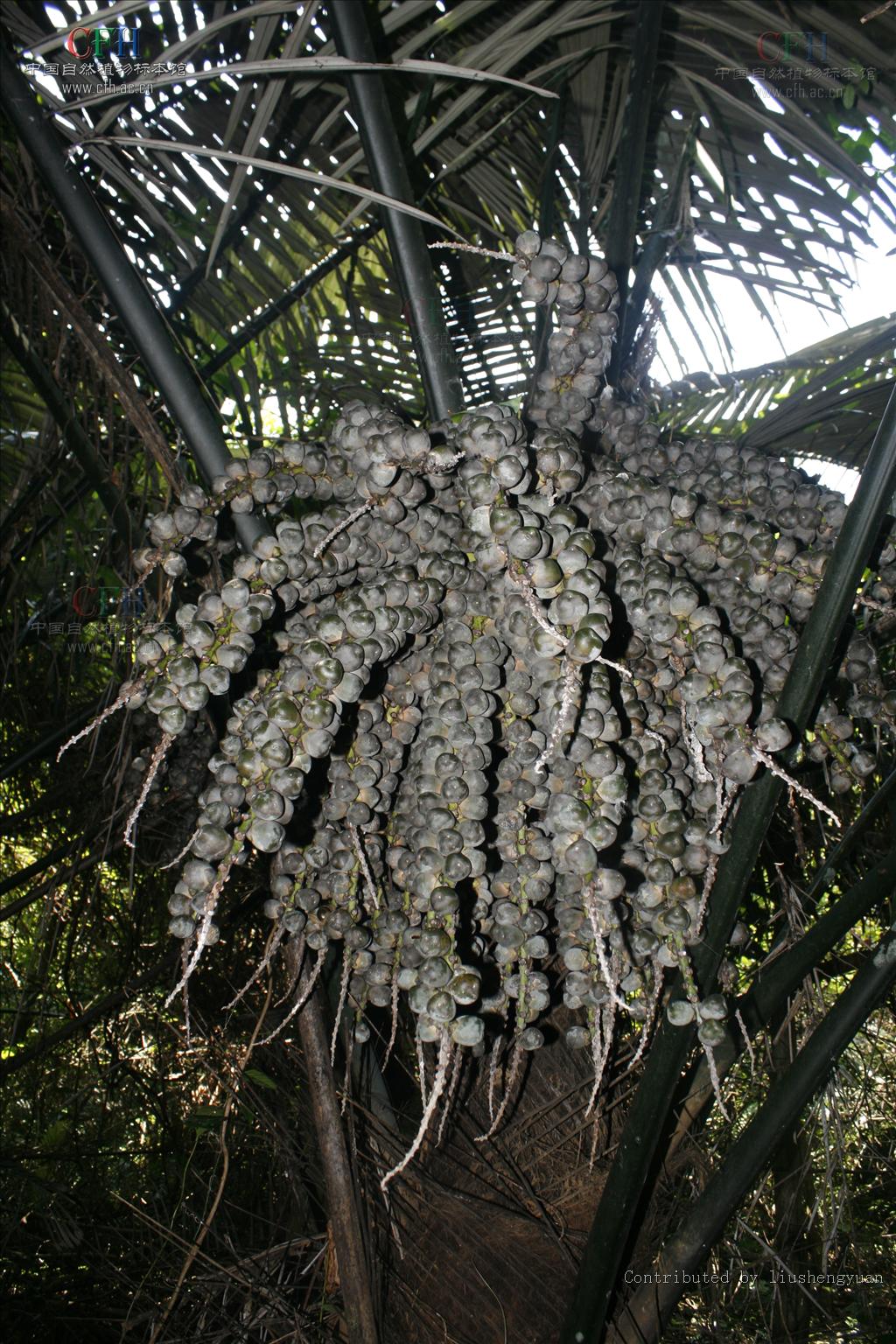  p>桄榔属(学名:arenga labill.