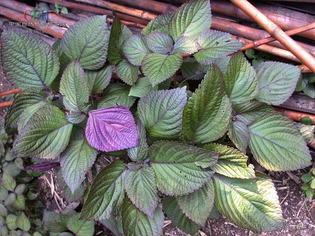 是唇形科,紫苏属一年生草本植物.