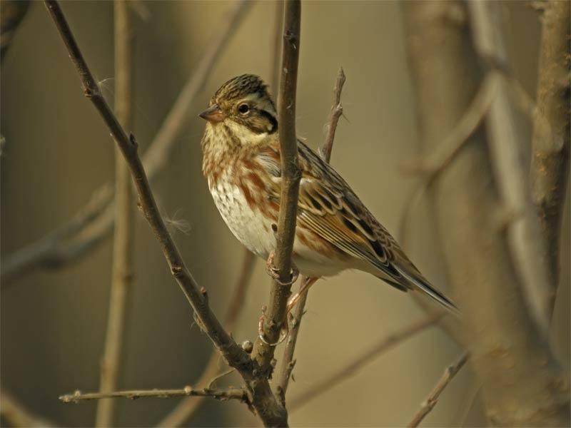  p>田鹀(学名: i>emberiza rustica /i>)鹀科鹀属鸟类,体长13-15厘米