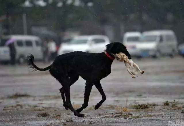 中国细犬，原生犬健美优雅不输洋狗_百科TA说