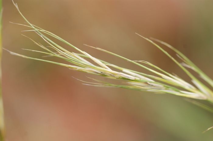  p> b> a href="#" data-lemmaid="10320818">芒草 /a> /b>(学名