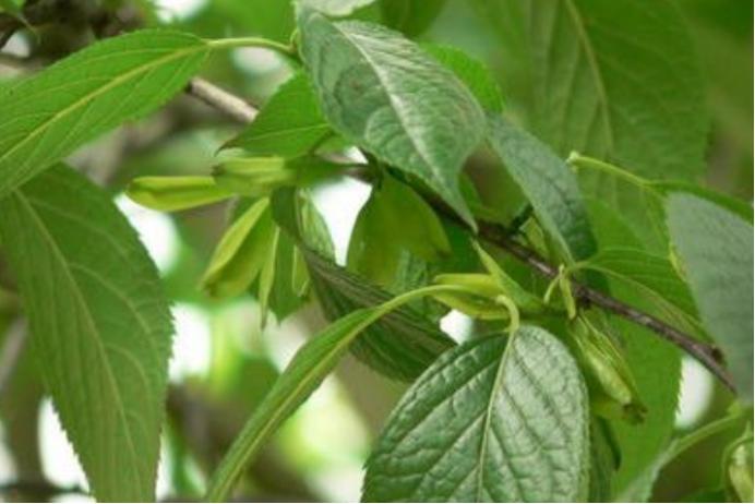 被称为“植物黄金”的杜仲树，为何如此受人喜爱_百科TA说
