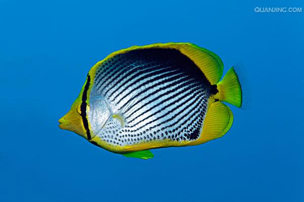  p>黑背蝴蝶鱼 ,俗名曙色蝶,为蝴蝶鱼科,蝴蝶鱼属鱼类.为观赏鱼类.