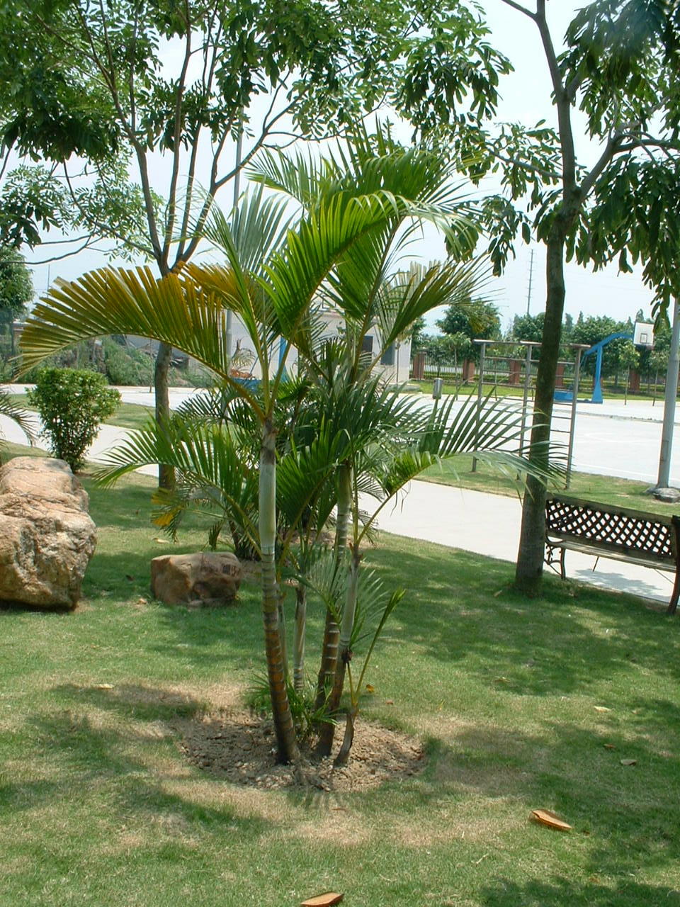  p>王棕属( a target="_blank" href="/item/学名/8074290" data