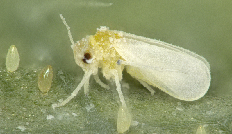  p>烟粉虱(学名: i>bemisia tabaci /i> (gennadius)是一种 a>世界性 