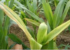 玉米条纹矮缩病