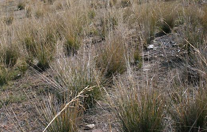 ferula bungeana kitagawa