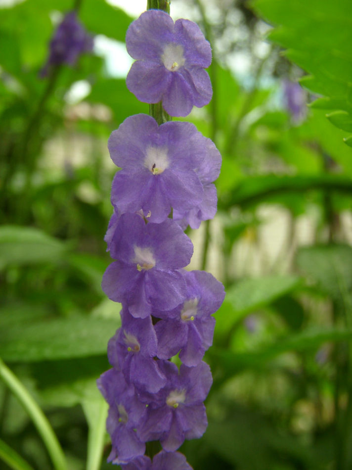 vahl)是马鞭草科假马鞭属植物.