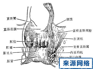  p>肛门瓣下方的 a target="_blank" href="/item/三角形/179552"