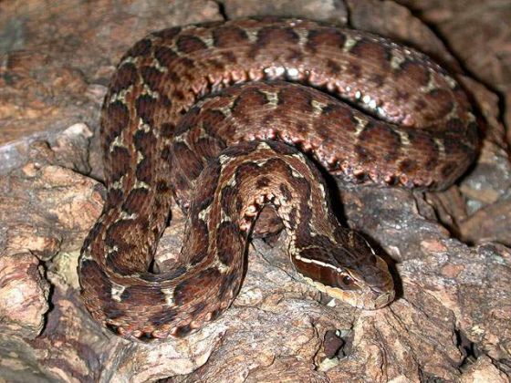  p>尖吻蝮(学名: i>deinagkistrodon /i>)是 a target="_blank" href=