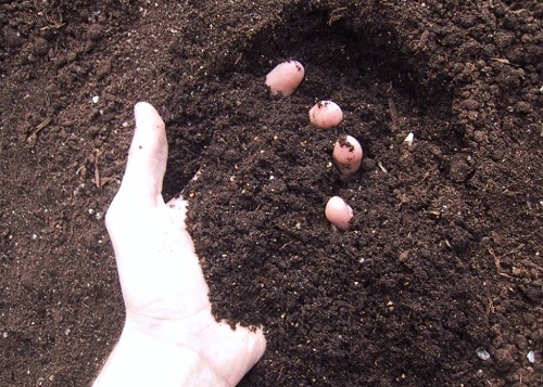  p>土壤矿物是指土壤中具有特征结构和一定化学式的各种天然无机固态