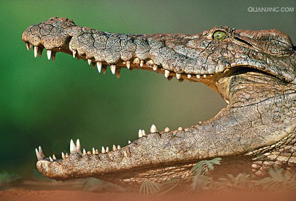  p>尼罗鳄(学名: i>crocodylus niloticus /i>),是非洲最大的鳄鱼和最