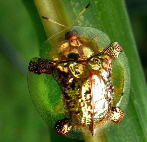 黄金甲虫