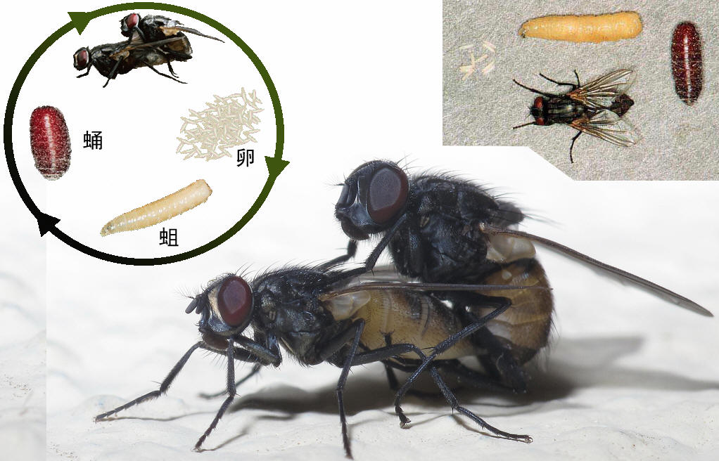  p>家蝇( i>musca domestica /i> l i>. /i>)属于双翅目,蝇科.