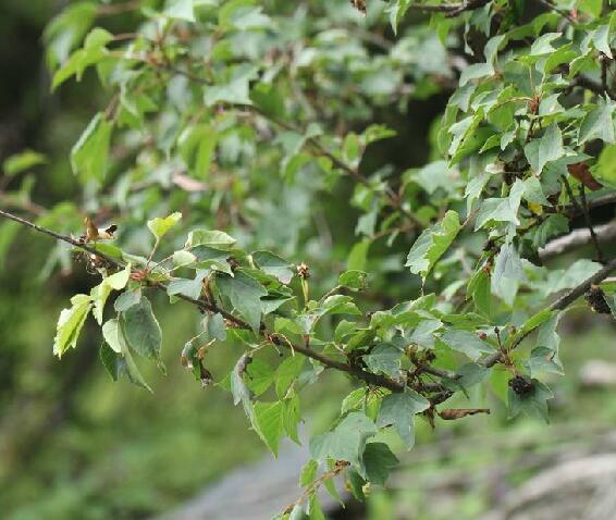  p>变叶海棠(学名: i>malus toringoides /i> (rehder) hughes )是