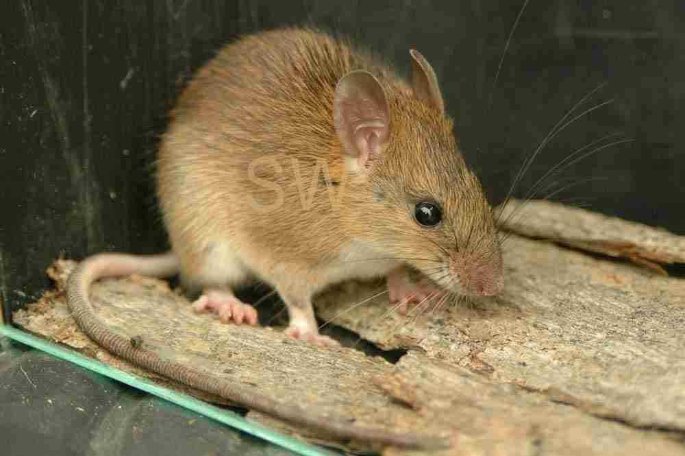 针毛鼠体型中型,耳小而圆,背毛棕色或棕黄色,腹毛白色.