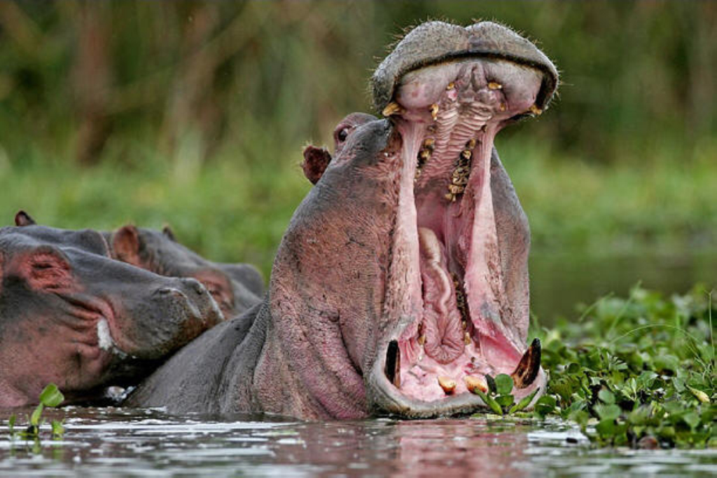  p>河马科 hippopotamidae偶蹄目的 1科.共有2属2种.