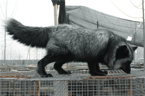 " data-lemmaid="618342">赤狐 /a>基本相同,全身被毛基本为黑色,有