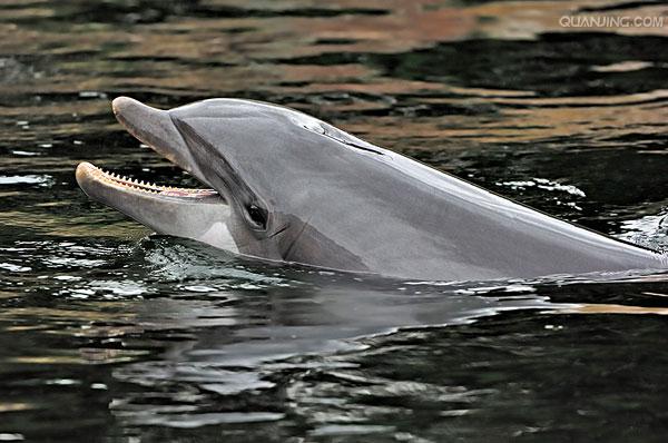  p>宽吻海豚, i>tursiops truncatus  /i>(montagu, 1821), a target=