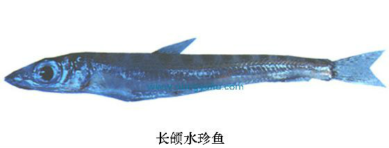 长颌水珍鱼
