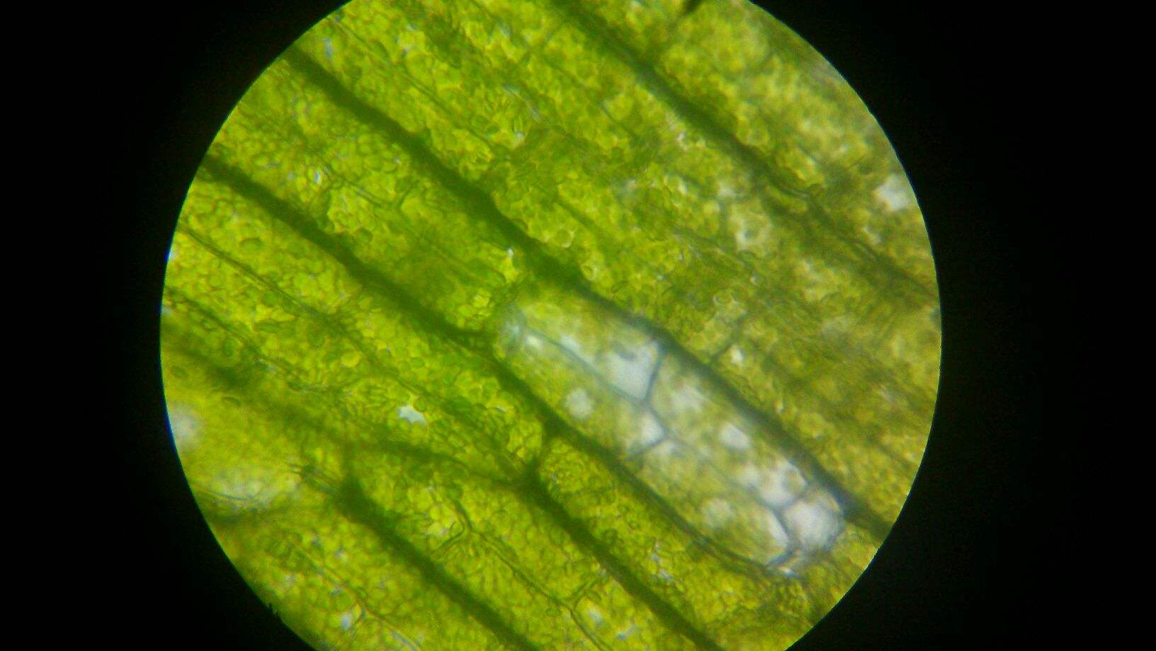 f.) royle)是水鳖科黑藻属植物.