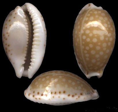  p>满天星宝螺(学名:cribrarula gaskoinii gaskoinii)是腹足纲宝螺科