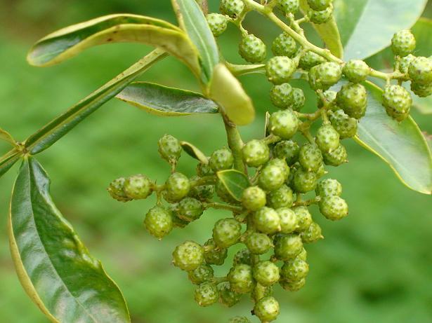  p>密果花椒(学名: i>zanthoxylum glomeratum  /i>huang)是芸香科