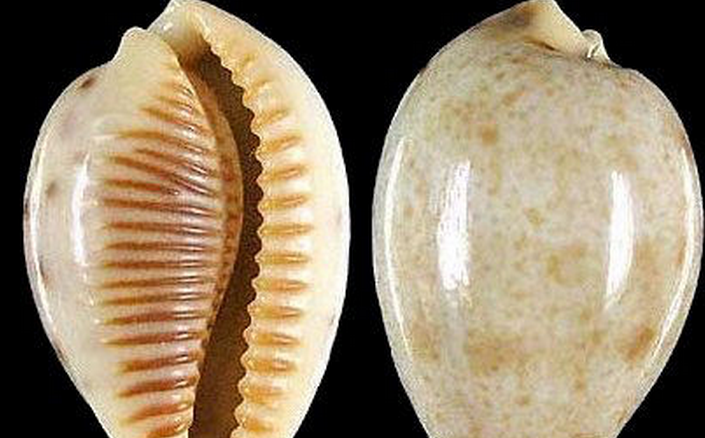  p data-id="gn7hmgz207">分布范围 /p> p data-id="gn7hmgz21v">分布