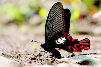 梦幻之蝶大燕尾蝶
