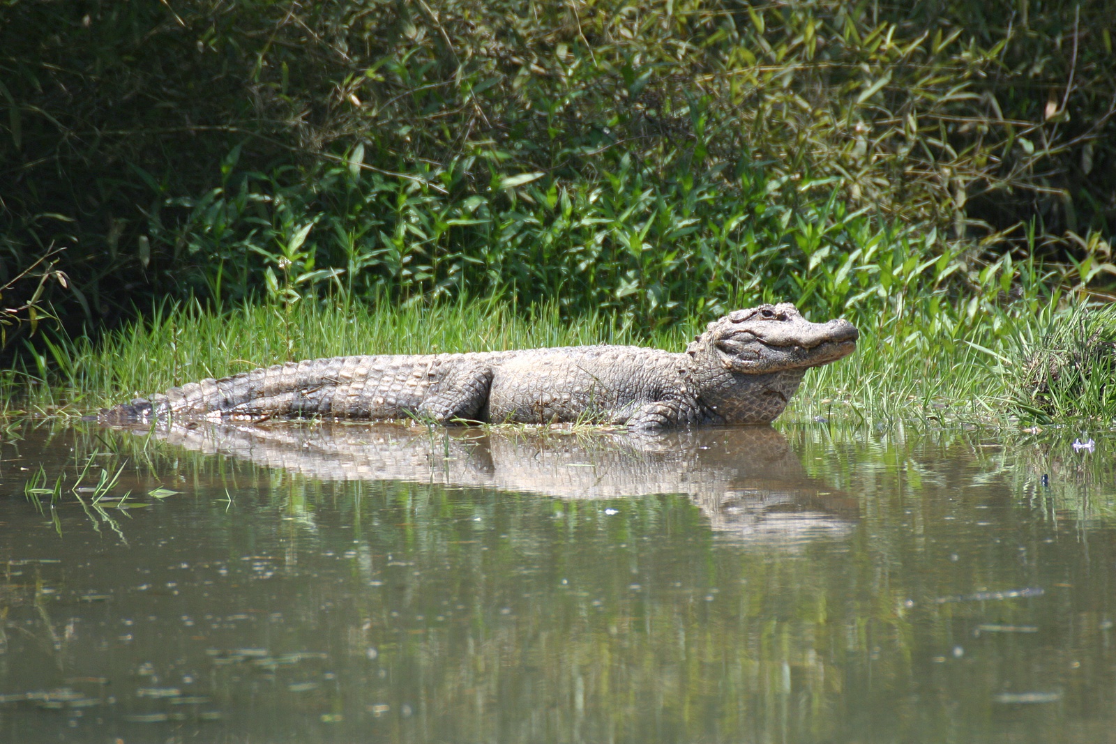  p>扬子鳄, i>alligator sinensis  /i>(fauvel,1879),或称作 a