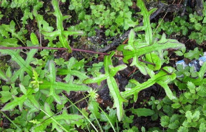  p> b>轮叶蟹甲草 /b>(学名: b> i>parasenecio cyclotus /i> /b>)是