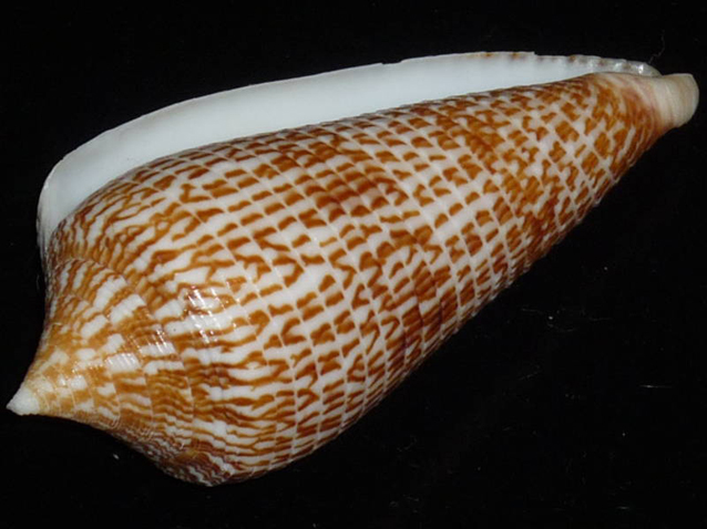  p>犰狳芋螺(学名:asprella armadillo)花纹清晰,贝壳厚实.