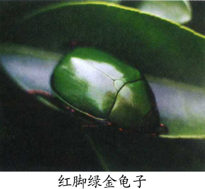 红脚绿金龟子
