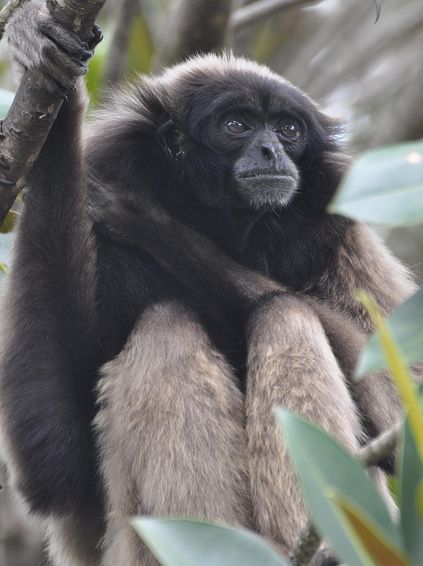  p>银白长臂猿(学名: i>hylobates moloch /i>):体重平均8千克,头体长