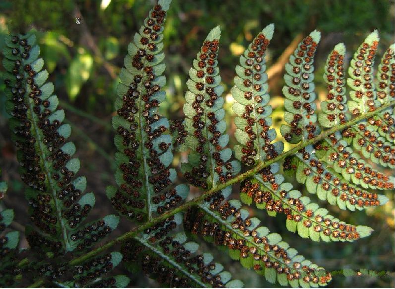  p>太平鳞毛蕨是鳞毛蕨科 a href="#" data-lemmaid="2864823">鳞毛蕨