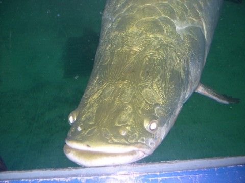  p>巨骨舌鱼(学名: i>arapaima gigas /i>):是辐鳍鱼纲,骨舌鱼目,巨骨