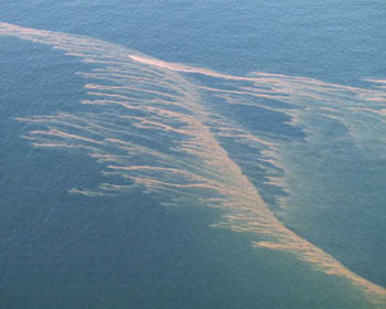  p>赤潮,又称红潮,国际上也称其为"有害藻类"或"红色幽灵".