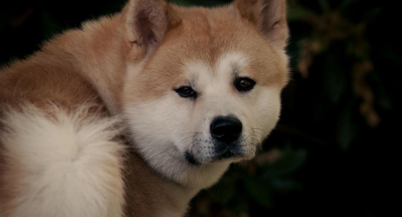  p>影片《忠犬八公的故事》改编自1925年发生在日本的真实故事,由 a