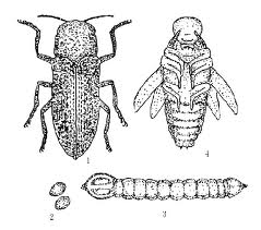 agrilus lewisiellus kere