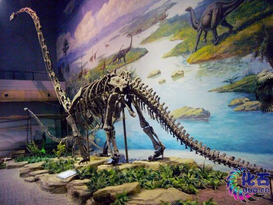 天府峨嵋龙(o.tianfuensis)