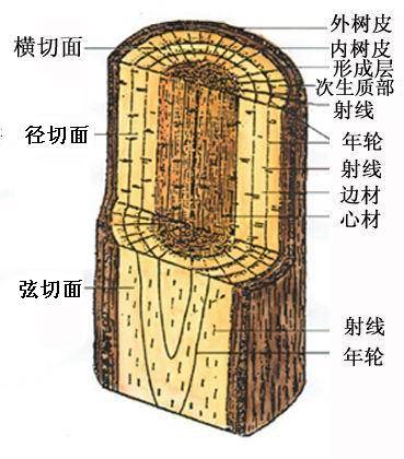 弦切面_百度百科