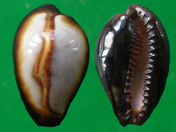  p>玛瑙宝螺(学名:erronea onyx onyx)是 a href="#">腹足纲 /a>宝螺