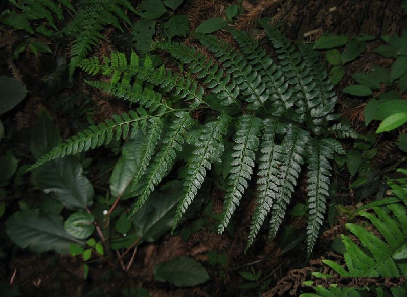 arachniodes rhomboidea (wall. ex mett.) ching